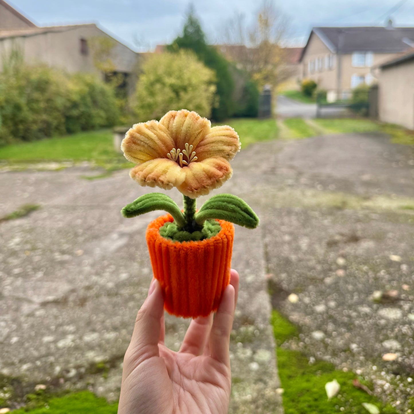 Pot de fleur hibiscus jauneđș
